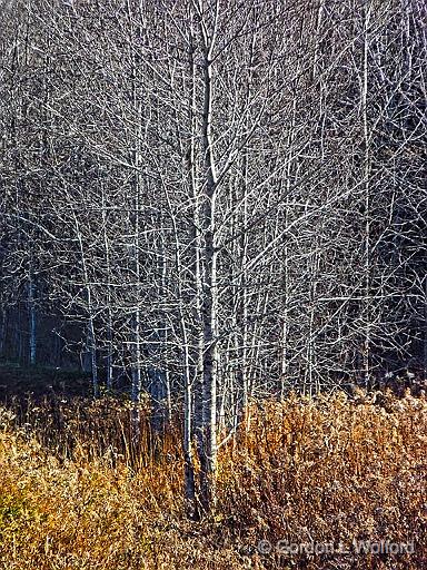 Canadian Shield Scene_DSCF03023.jpg - Bare birches photographed near Calabogie, Ontario, Canada.